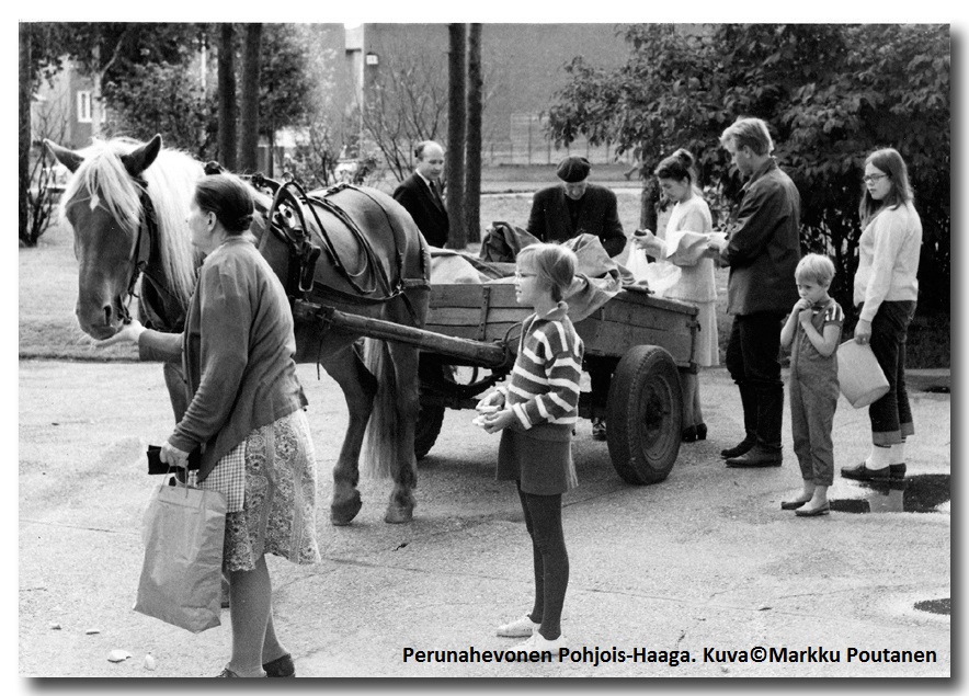 Perunahevonen Pohjois-Haaga. Kuva©Markku Poutanen
