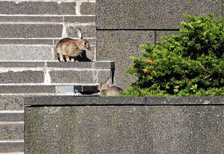 City-Kani kanta kasvaa, foto: hel.fi