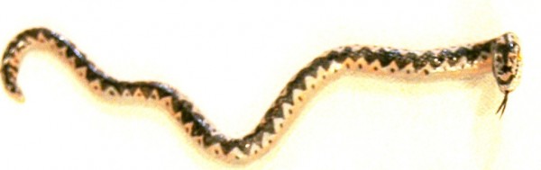 VO8S0093louhi