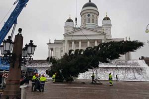 Joulukuusi tulee Kuav: Helsingin kaupunki / uutiset