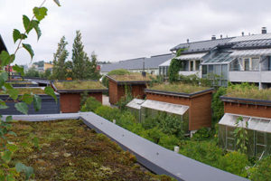 viherkatto_versokuja Kuva: Helsingin kaupunki / uutiset